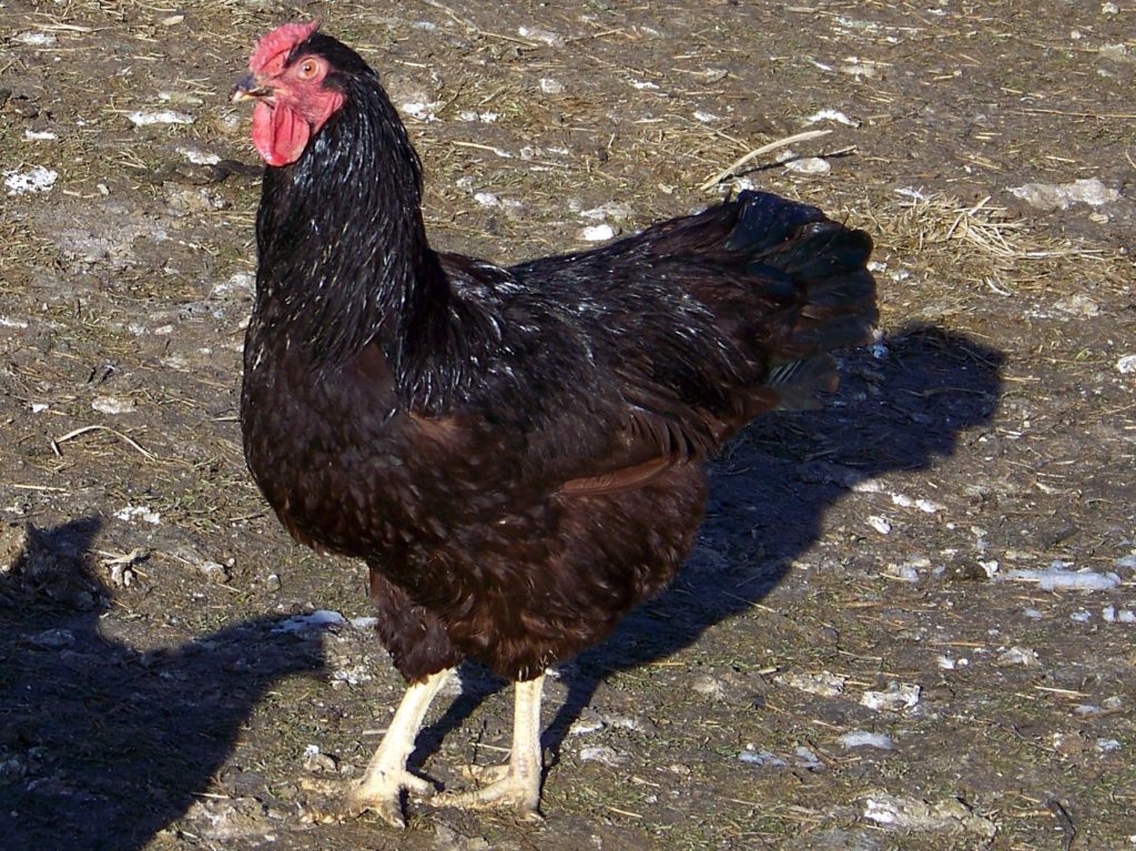 Rhode Island Red A great dual purpose breed.