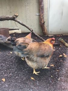 Maschas chicken friends