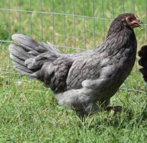 Blue Egg Laying Whiting True Blue Chicken Breed