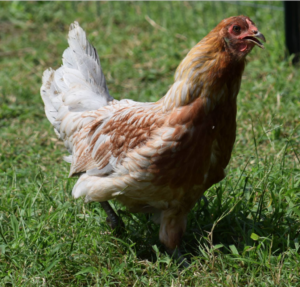 Blue Egg Laying Whiting True Blue Chicken Breed