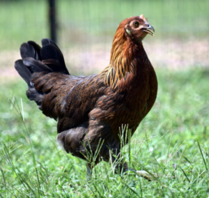 Blue Egg Laying Whiting True Blue Chicken Breed