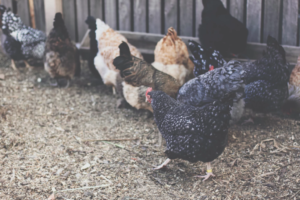 Wood chips hold moisture, smell bad, and can grow disease. Photo by Luke Syres